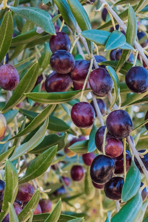 oliwki kalamata premium pakowane próżniowo